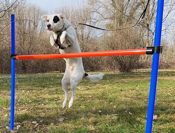 addestramento cani Milano prezzi