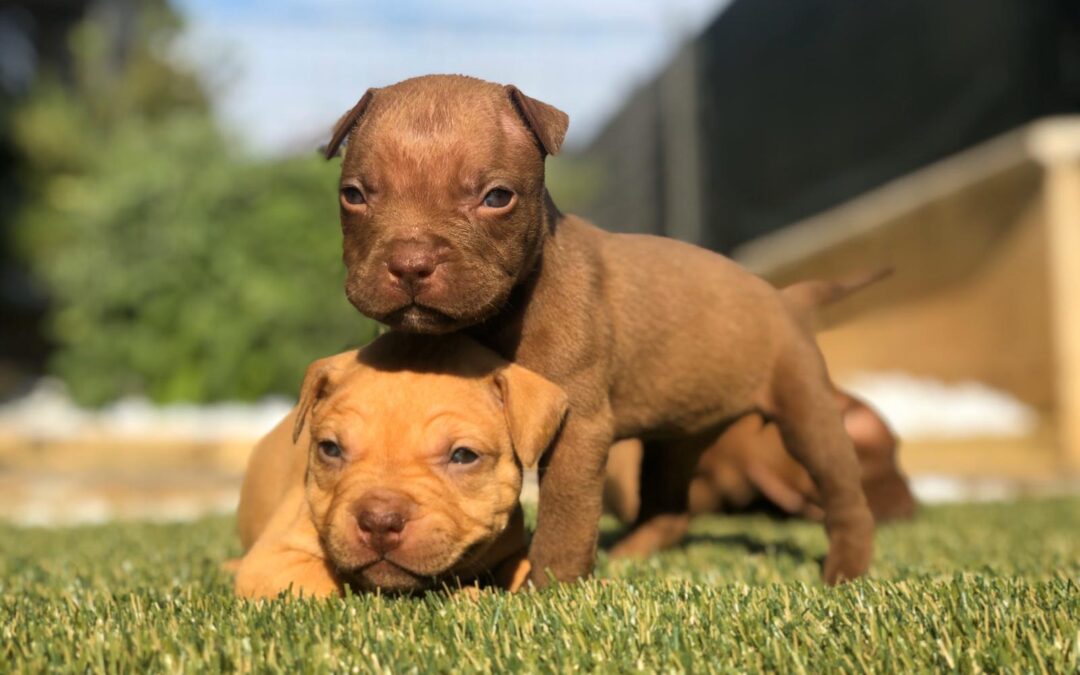 La socializzazione del cucciolo PlayDog addestramento cani milano