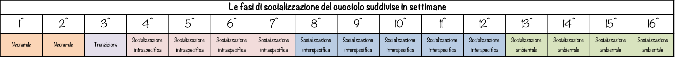 Fasi socializzazione cucciolo PlayDog addestramento cani milano