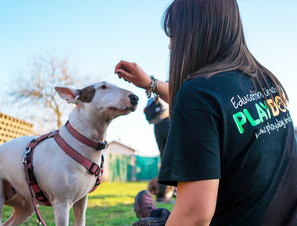 addestramento cane Milano e provincia