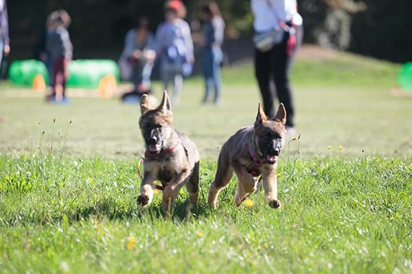 puppy class