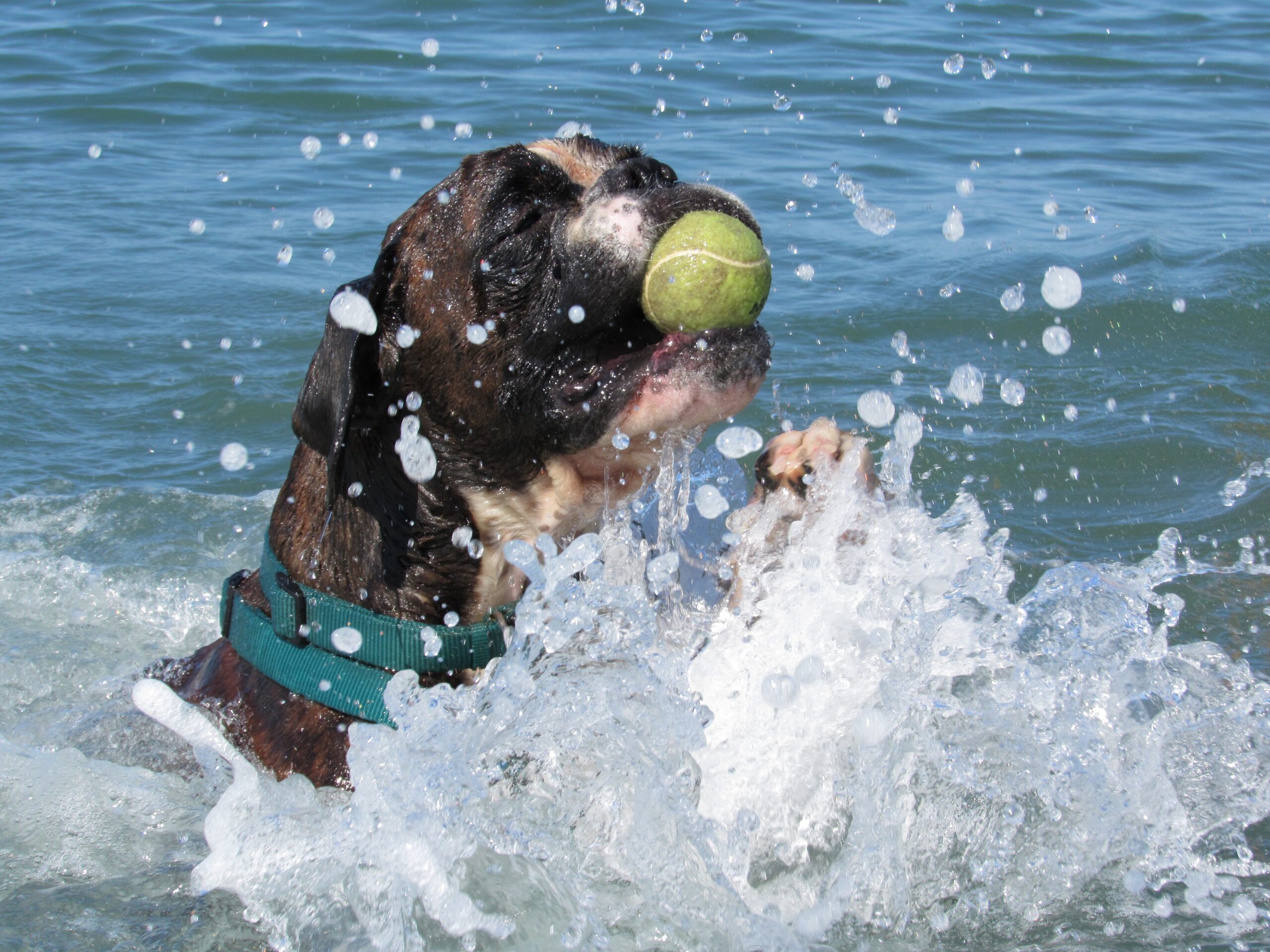 Cane al mare PlayDog Addestramento cani milano