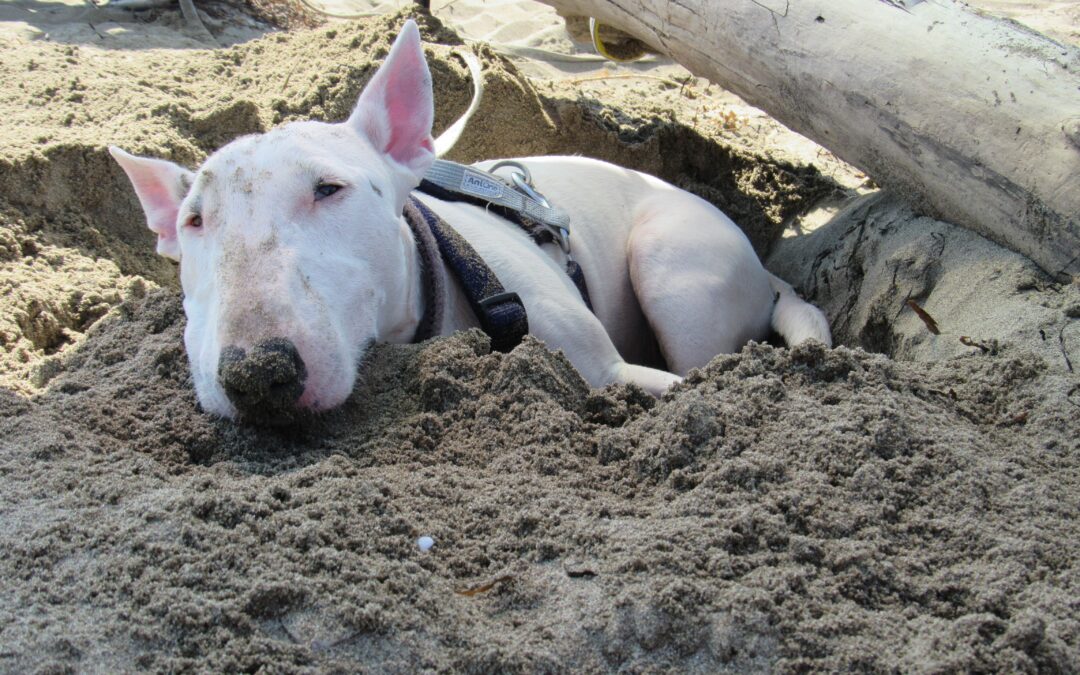 Un’estate a 6 zampe: 5 esperienze meravigliose da condividere con il proprio cane