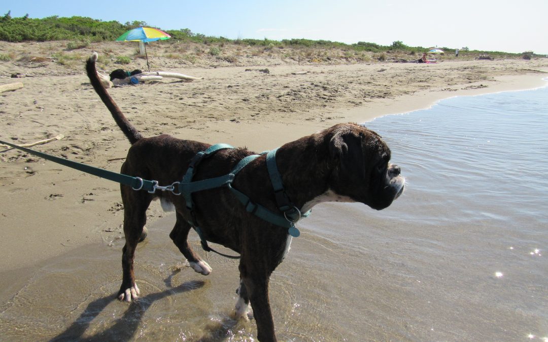 Tutti al mare a mostrar le zampe chiare