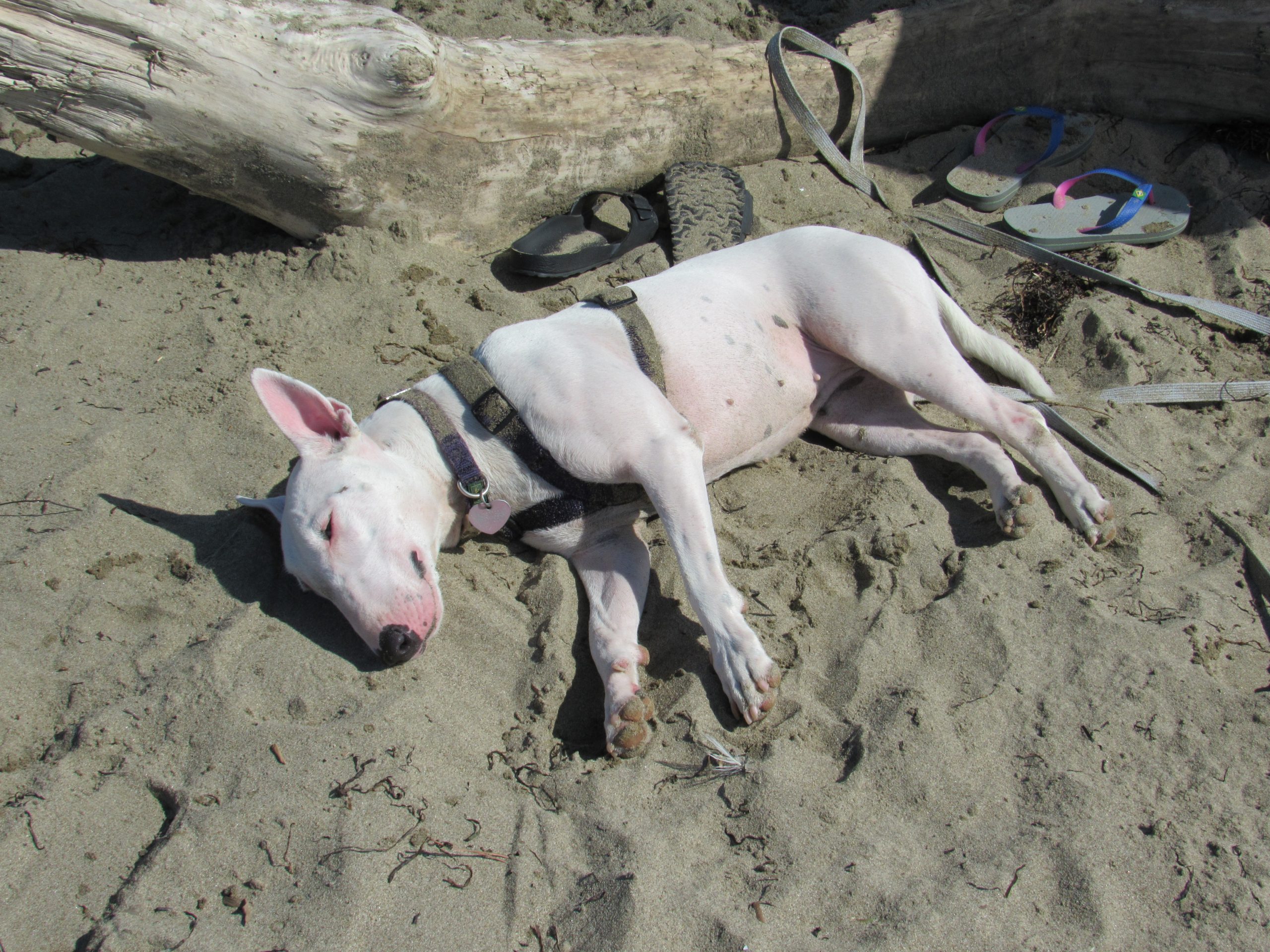 Cane in spiaggia PlayDog Addestramento cani milano