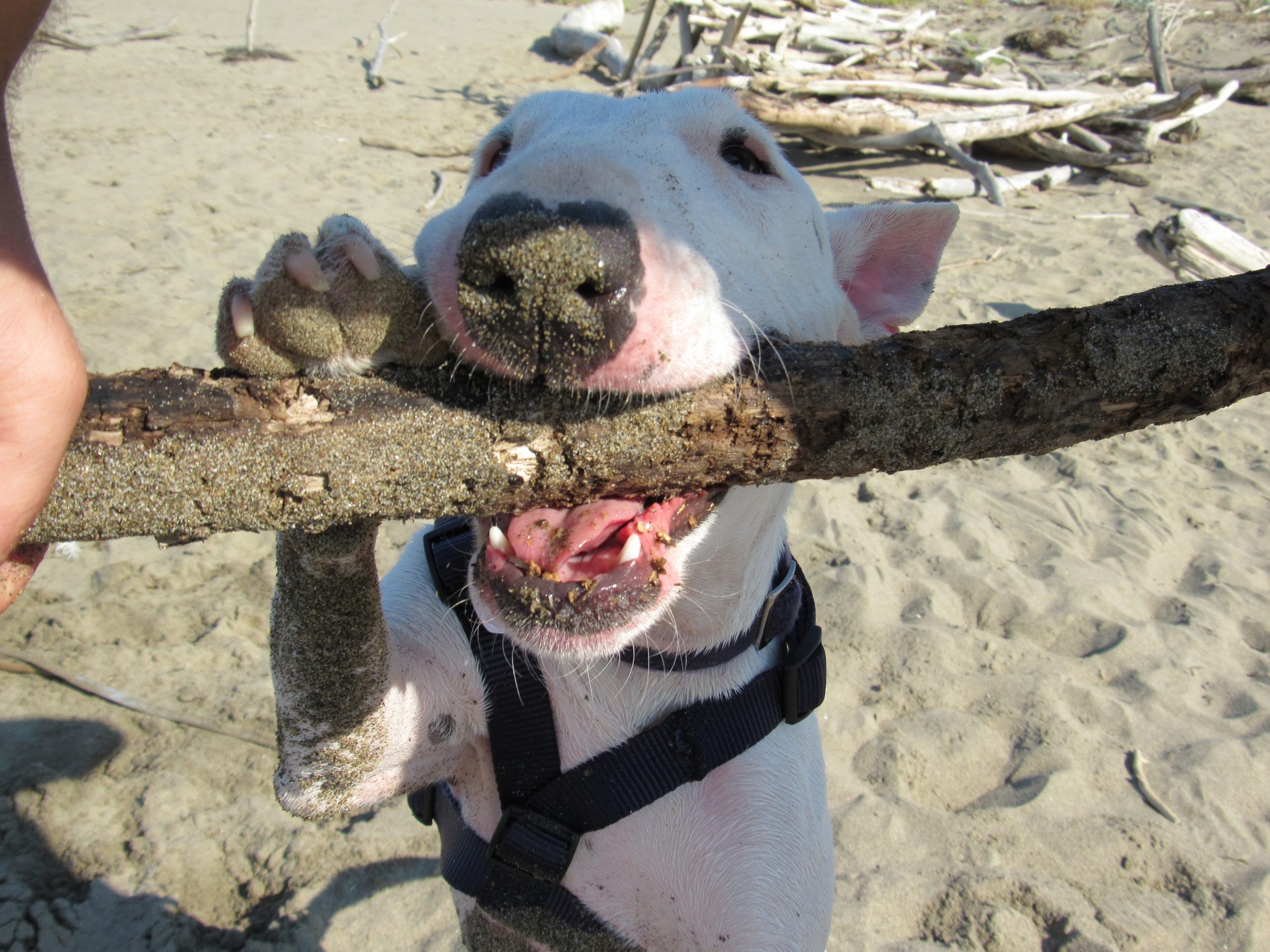 Cane in spiaggia PlayDog Addestramento cani milano