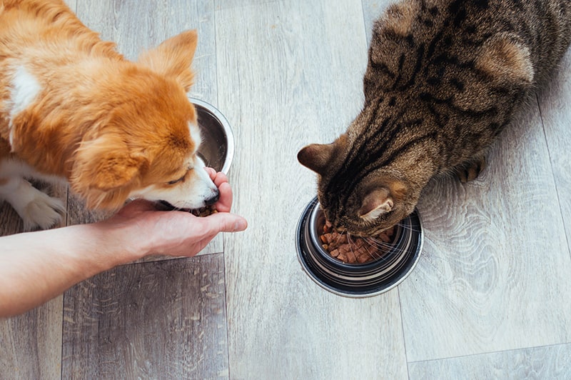 cane e gatto insieme