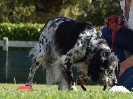 Cane anziano ricerca PlayDog Addestramento cani milano