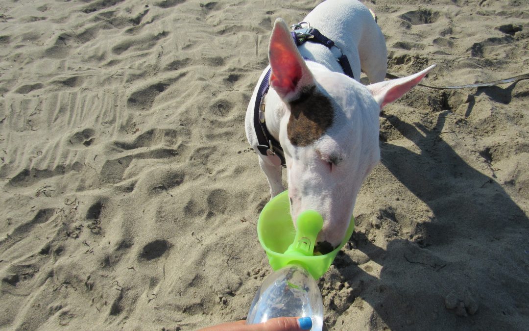 5 rimedi “fai da te” per combattere il caldo insieme al tuo cane