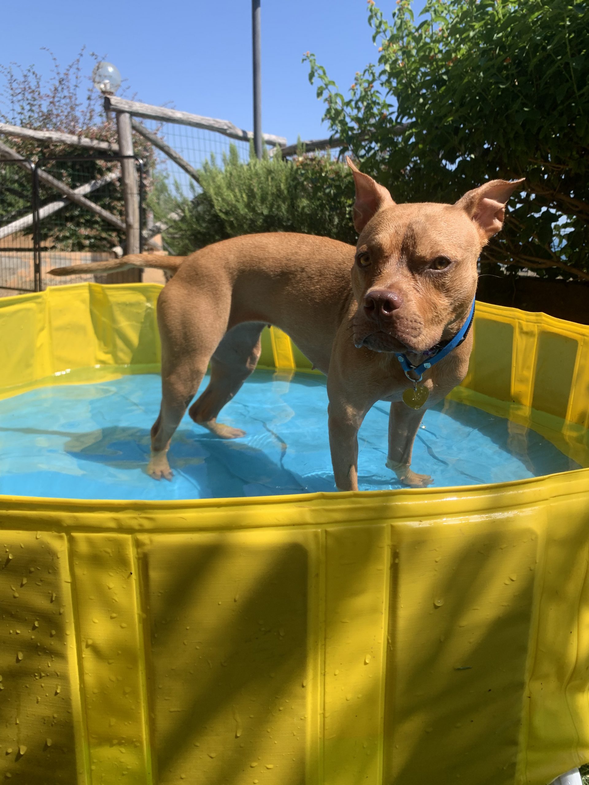 Piscina per cani PlayDog Addestramento cani milano