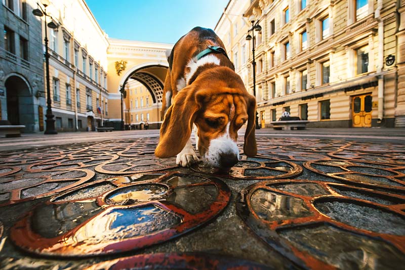 Percorsi di Socializzazione Ambientale | PlayDog Addestramento cani Milano.jpeg