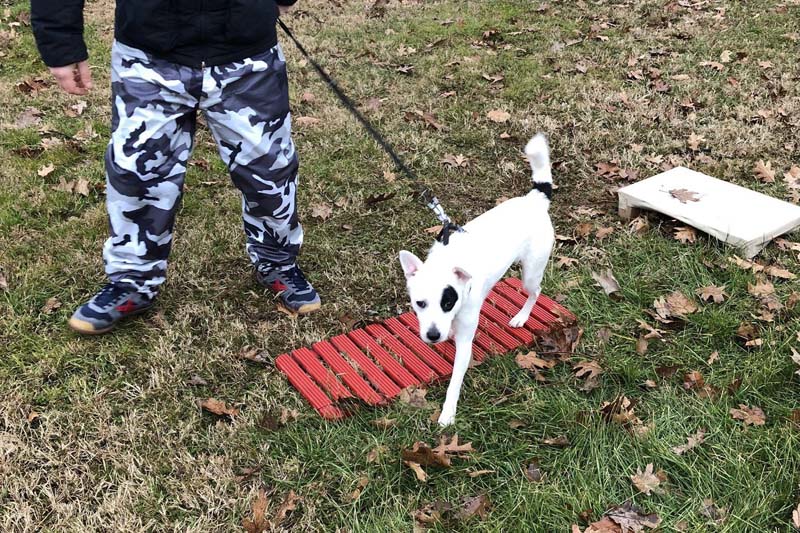 Percorsi di Socializzazione Ambientale - esercizi | PlayDog Addestramento cani Milano.jpeg