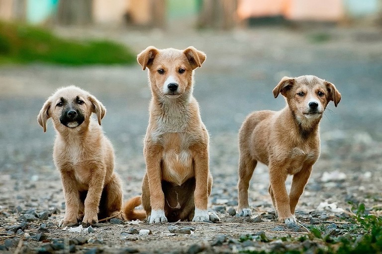 adozione consapevole PlayDog Addestramento cani milano