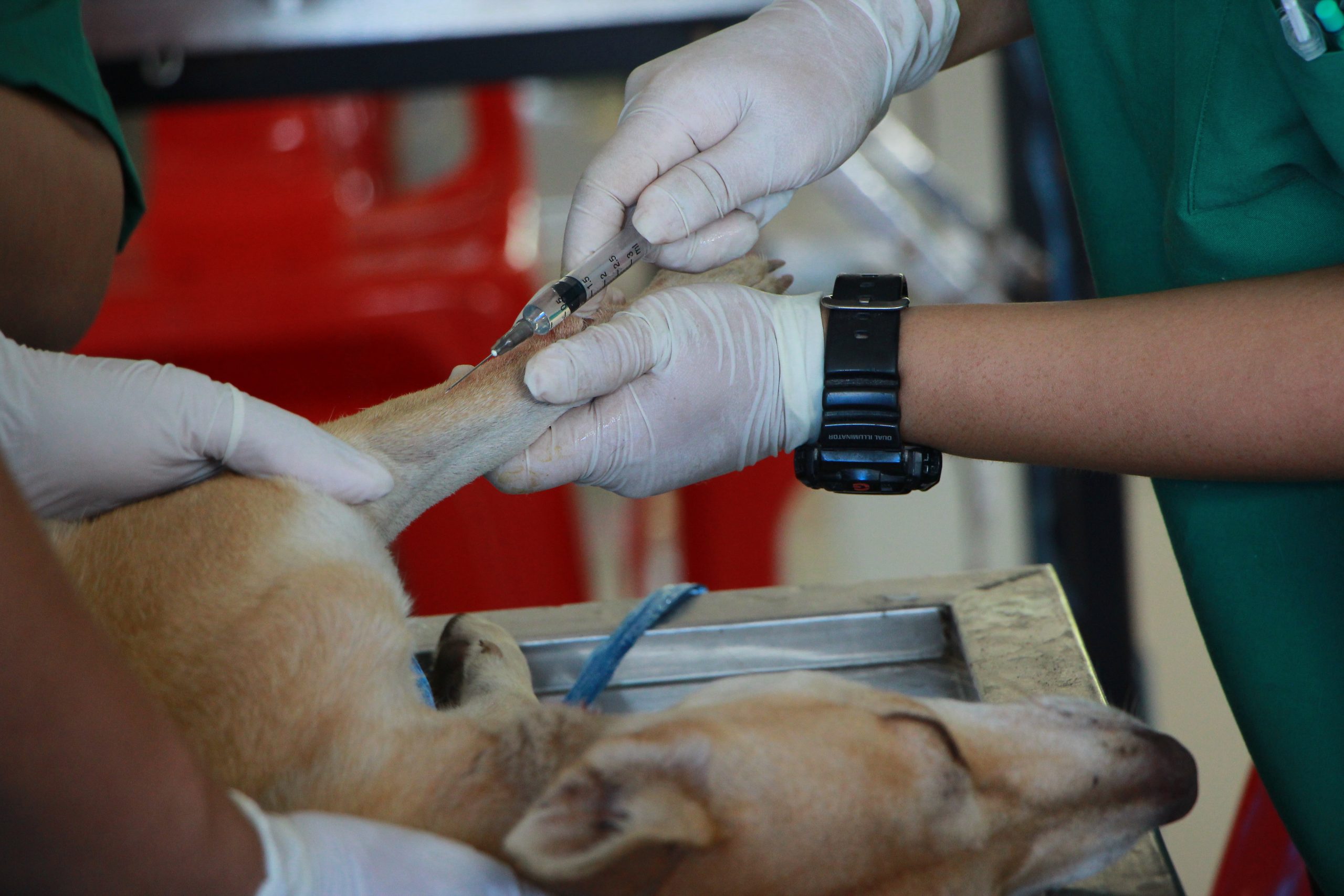 Avvelenamento nel cane