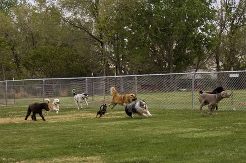 Area cani PlayDog Addestramento cani milano