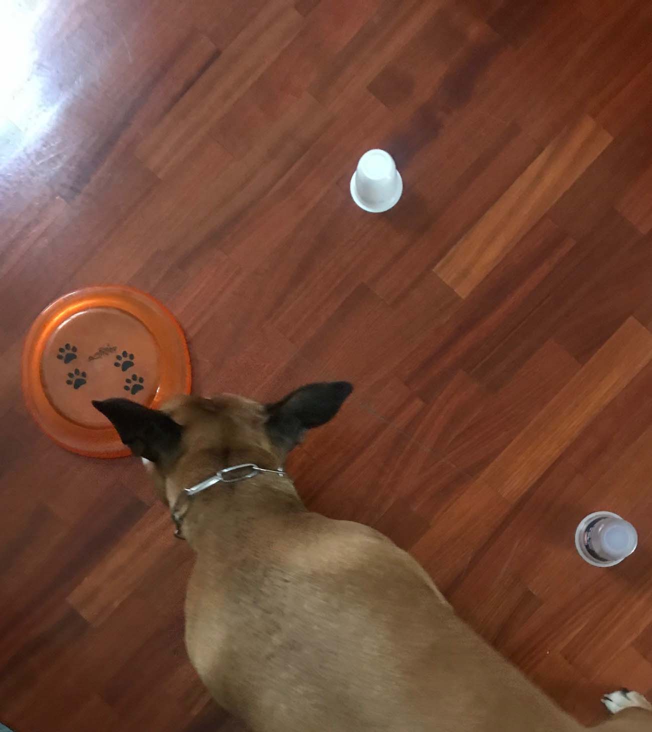 Attivazione Mentale per cani in quarantena e non - Scovare cibo o giochi sotto gli oggetti | PlayDog Addestramento cani milano