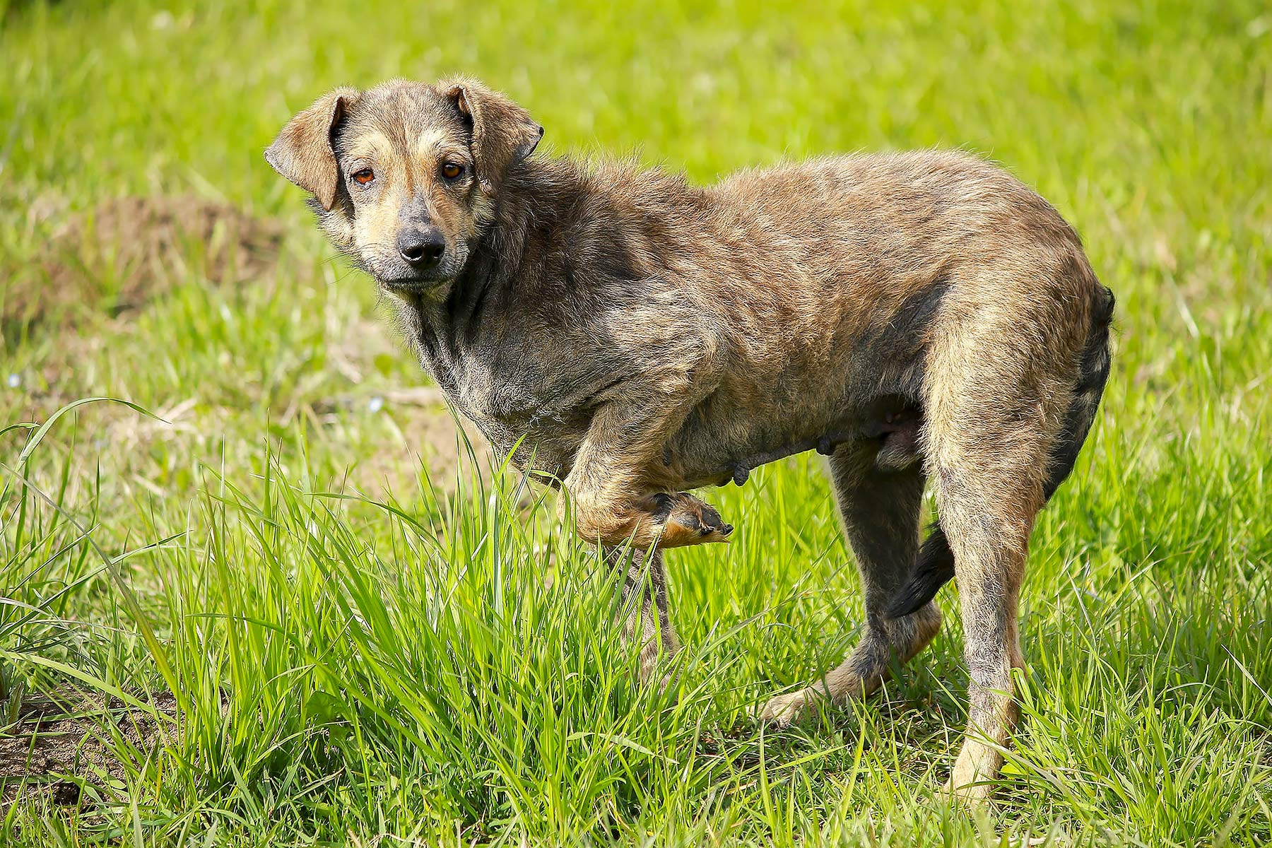 I segnali calmanti - | PlayDog Addestramento cani Milano