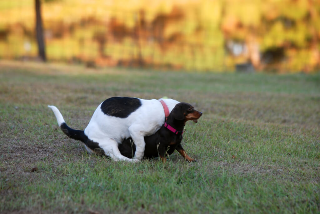 I segnali calmanti - | PlayDog Addestramento cani Milano