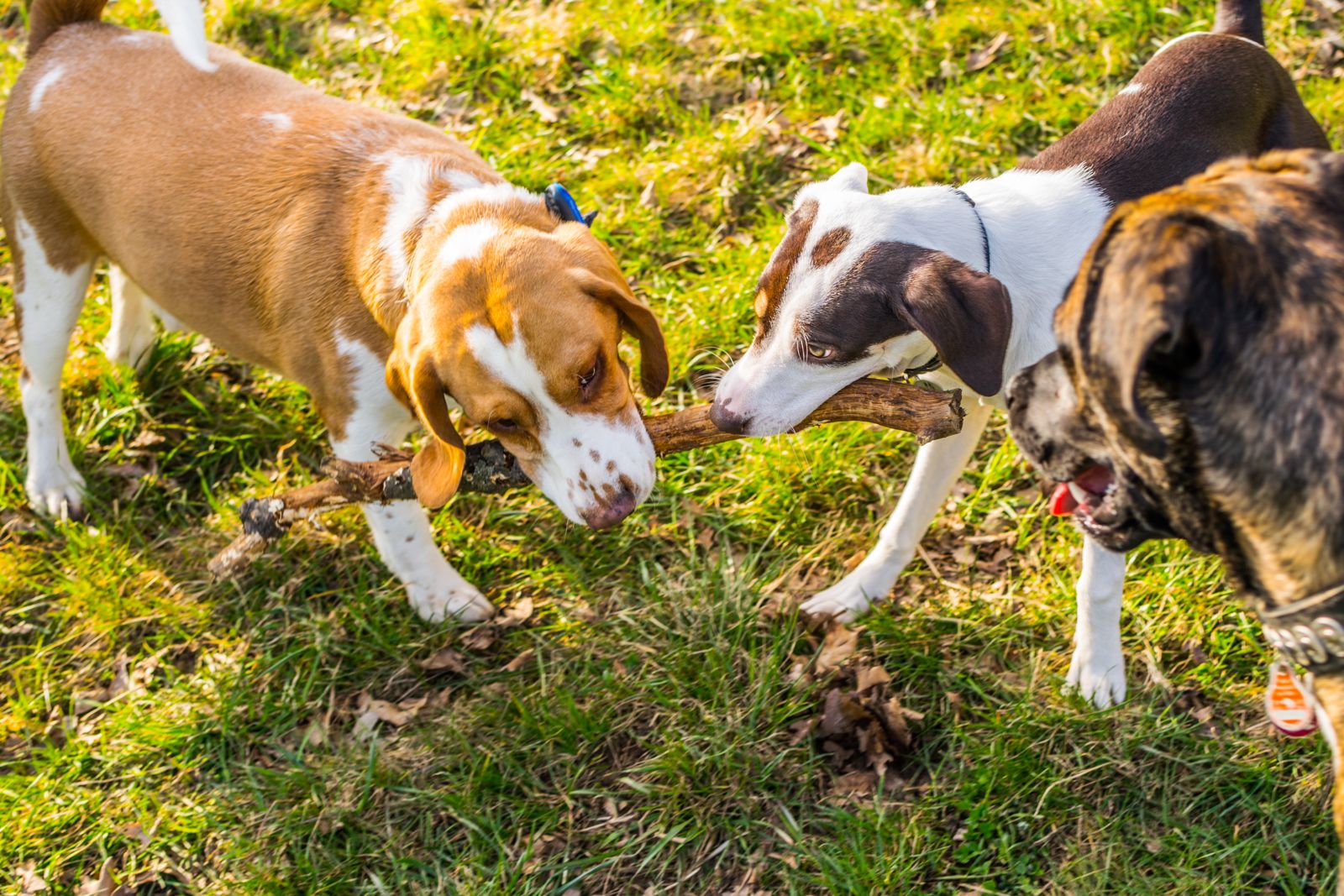 custodia giornaliera PlayDog
