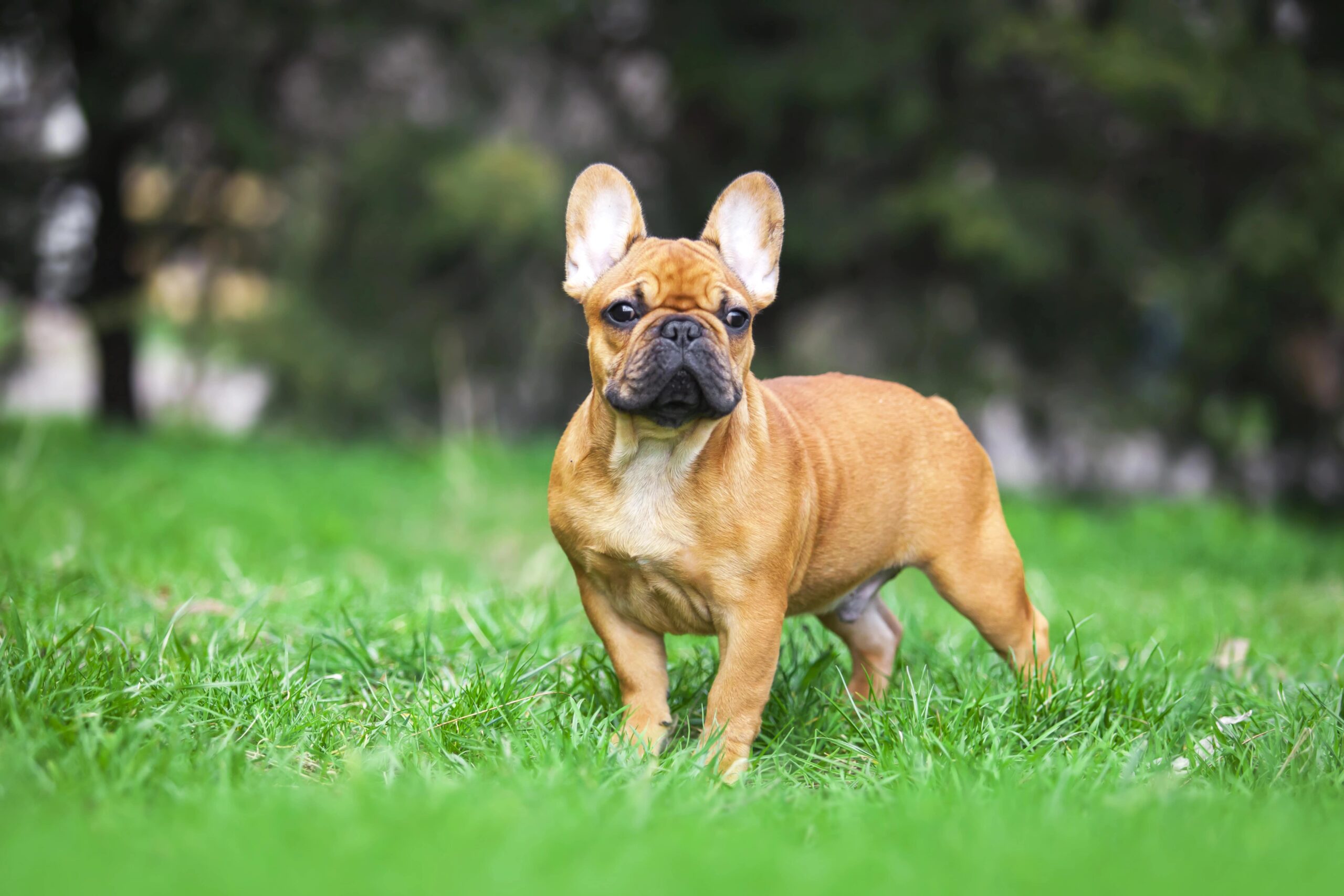 Il richiamo perfetto PlayDog