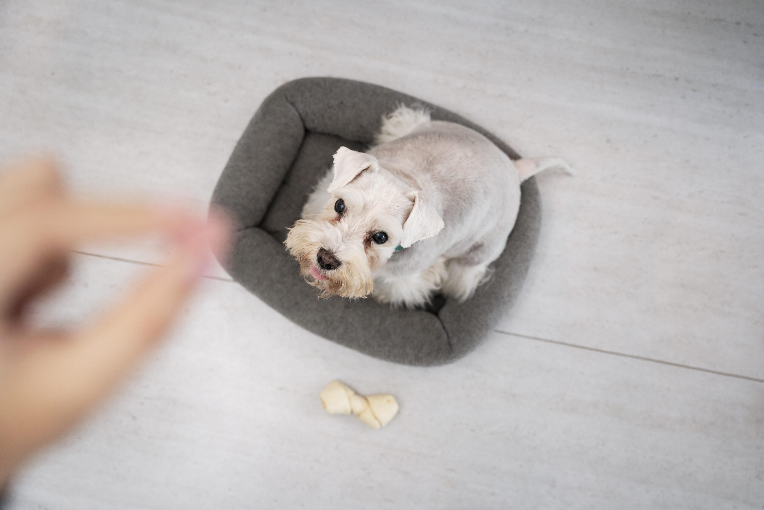 5 Errori Cuccioli Educazione PlayDog