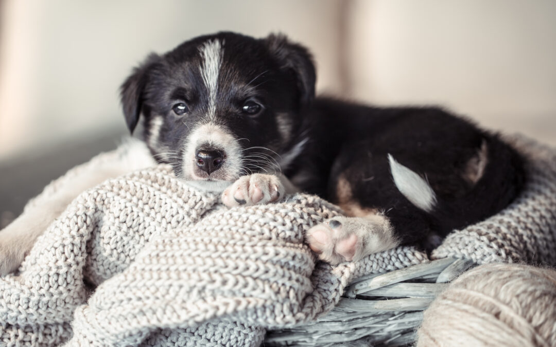 5 Errori Cuccioli Educazione PlayDog