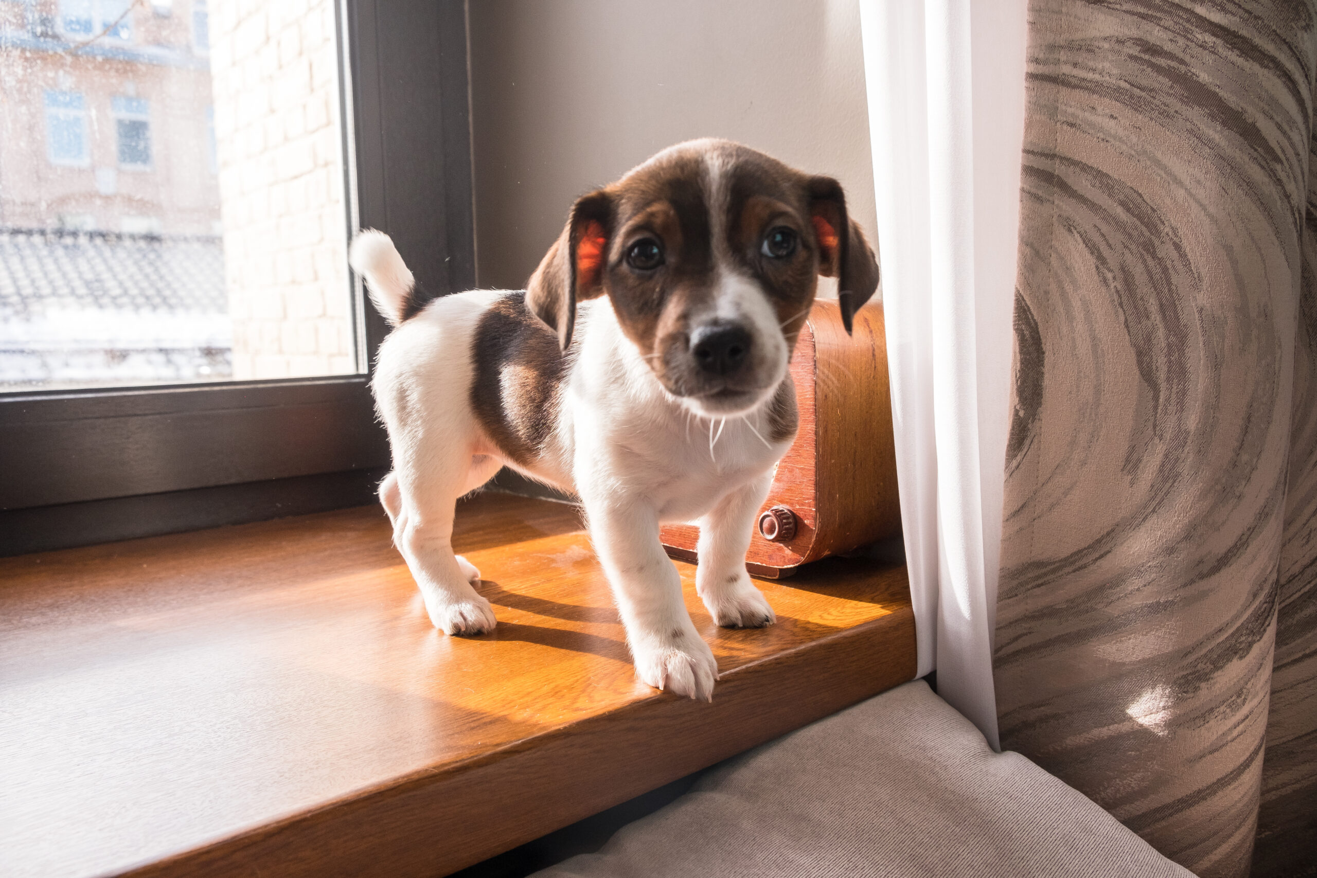 5 Errori Cuccioli Educazione PlayDog