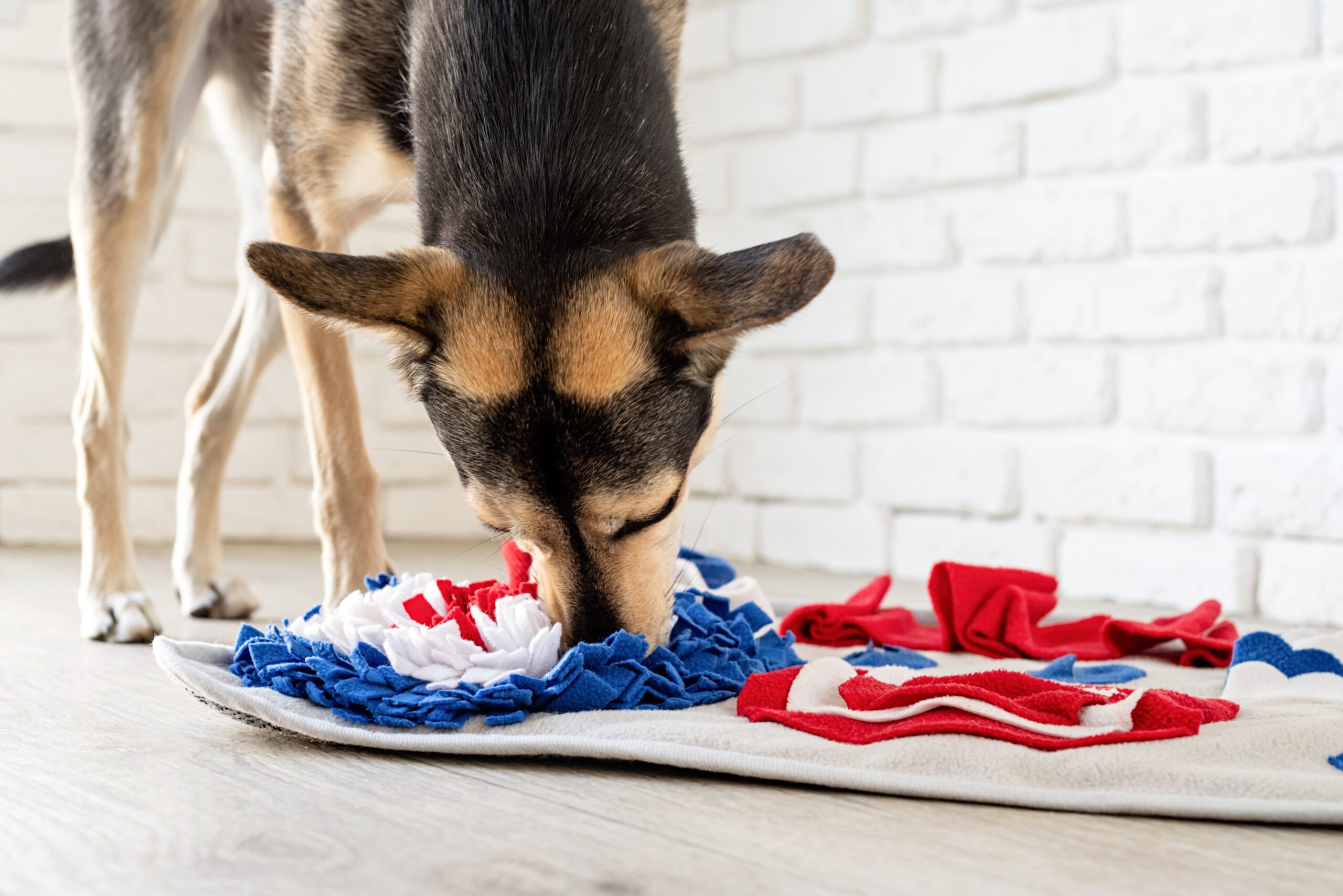 Cane annoiato Educazione PlayDog