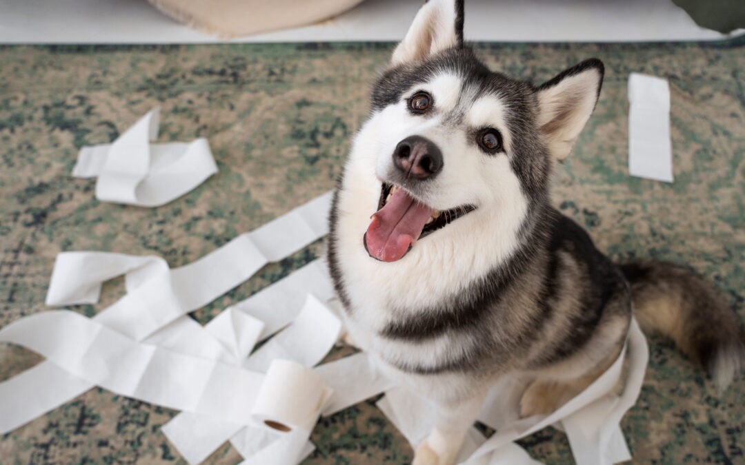 problemi comportamentali cane PlayDog