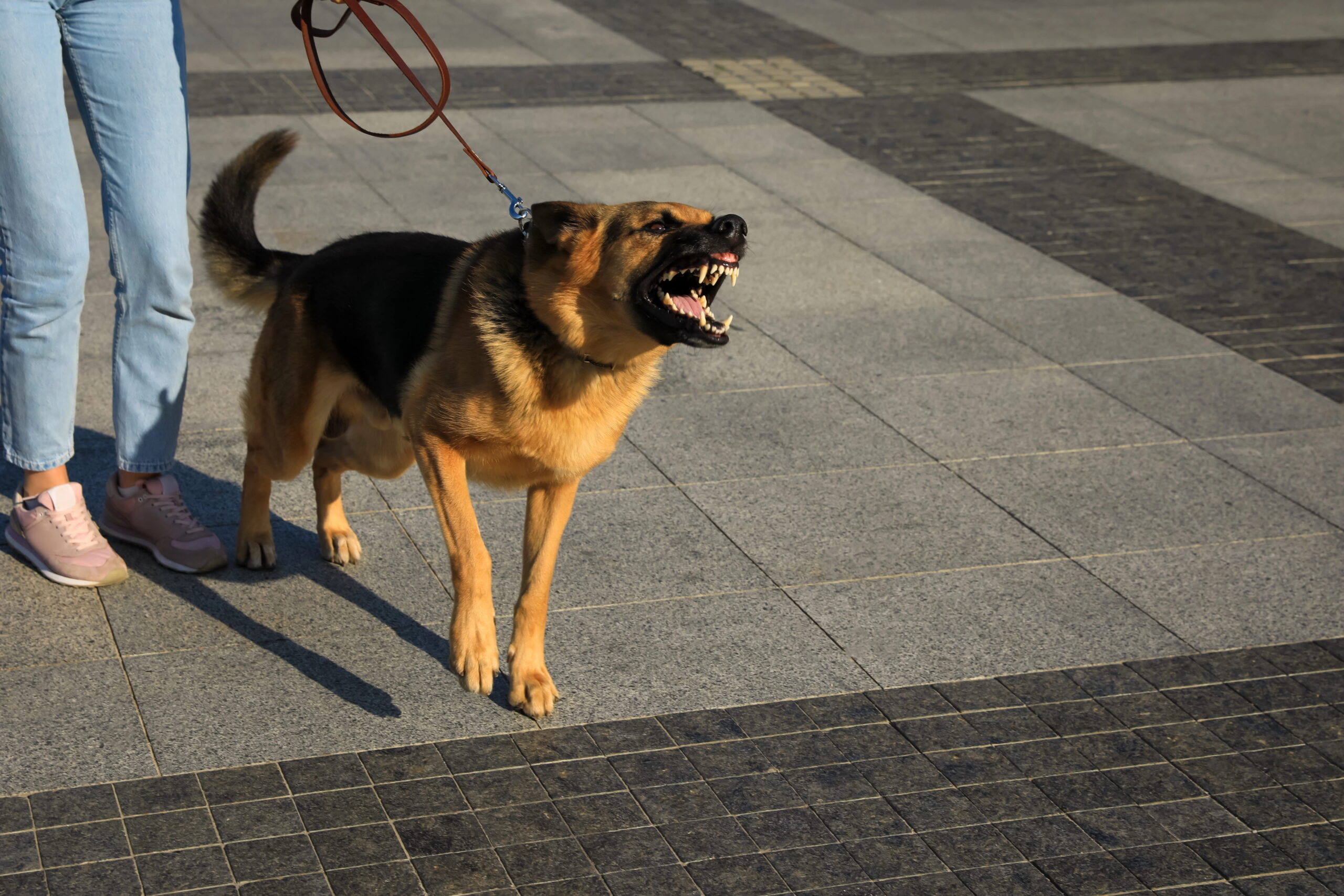 problemi comportamentali cane PlayDog