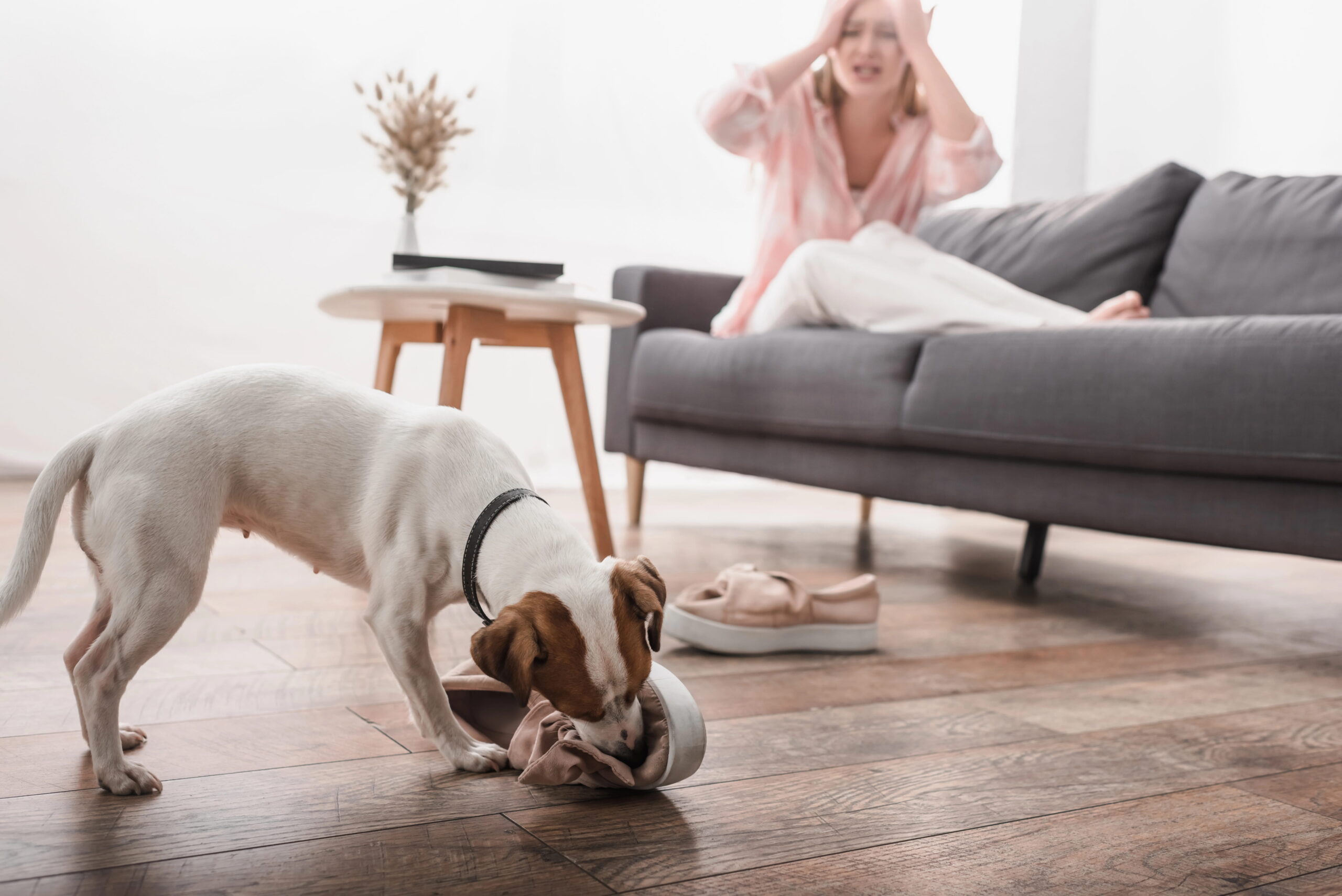 problemi comportamentali cane PlayDog
