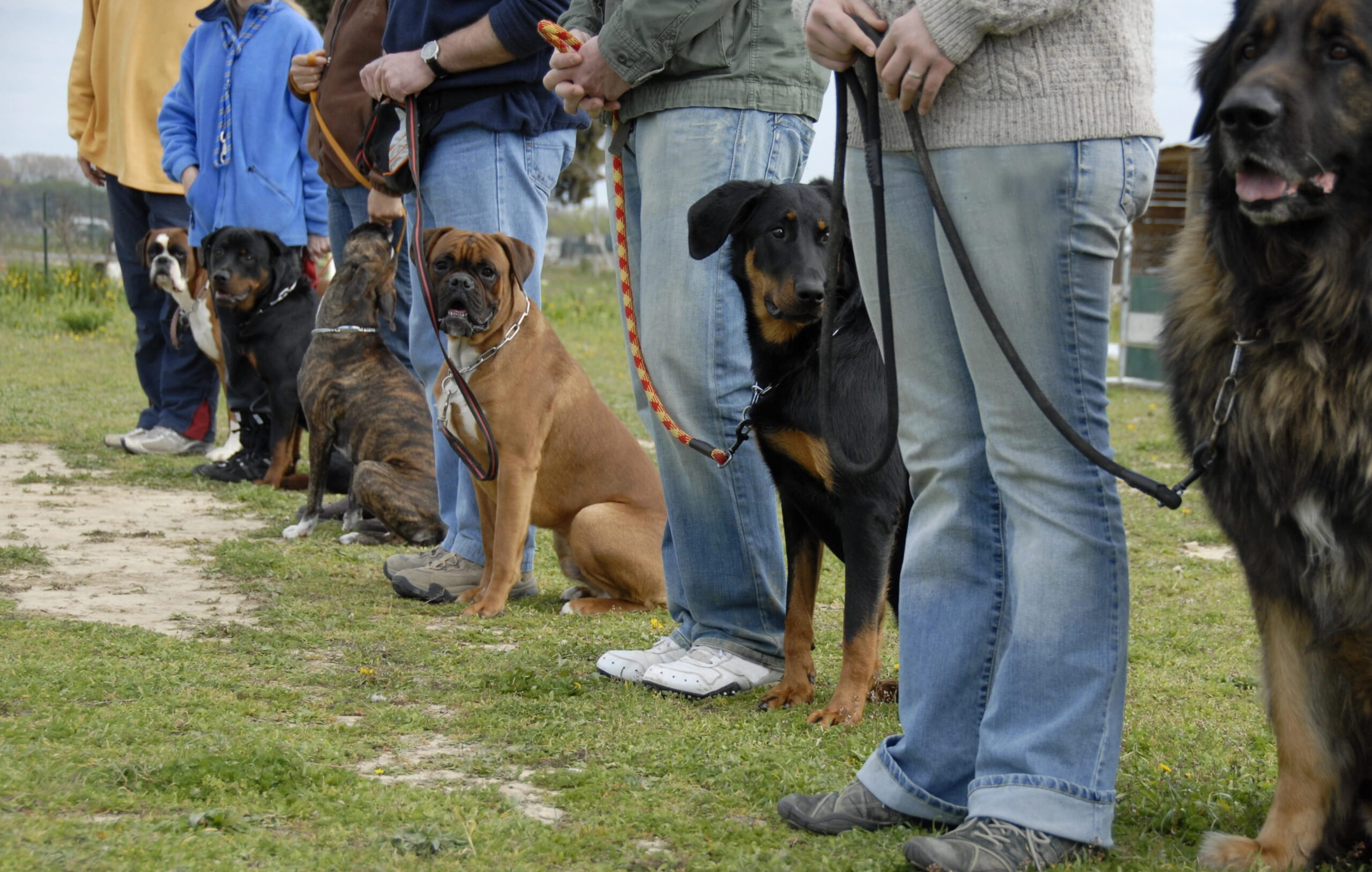 problemi comportamentali cane PlayDog