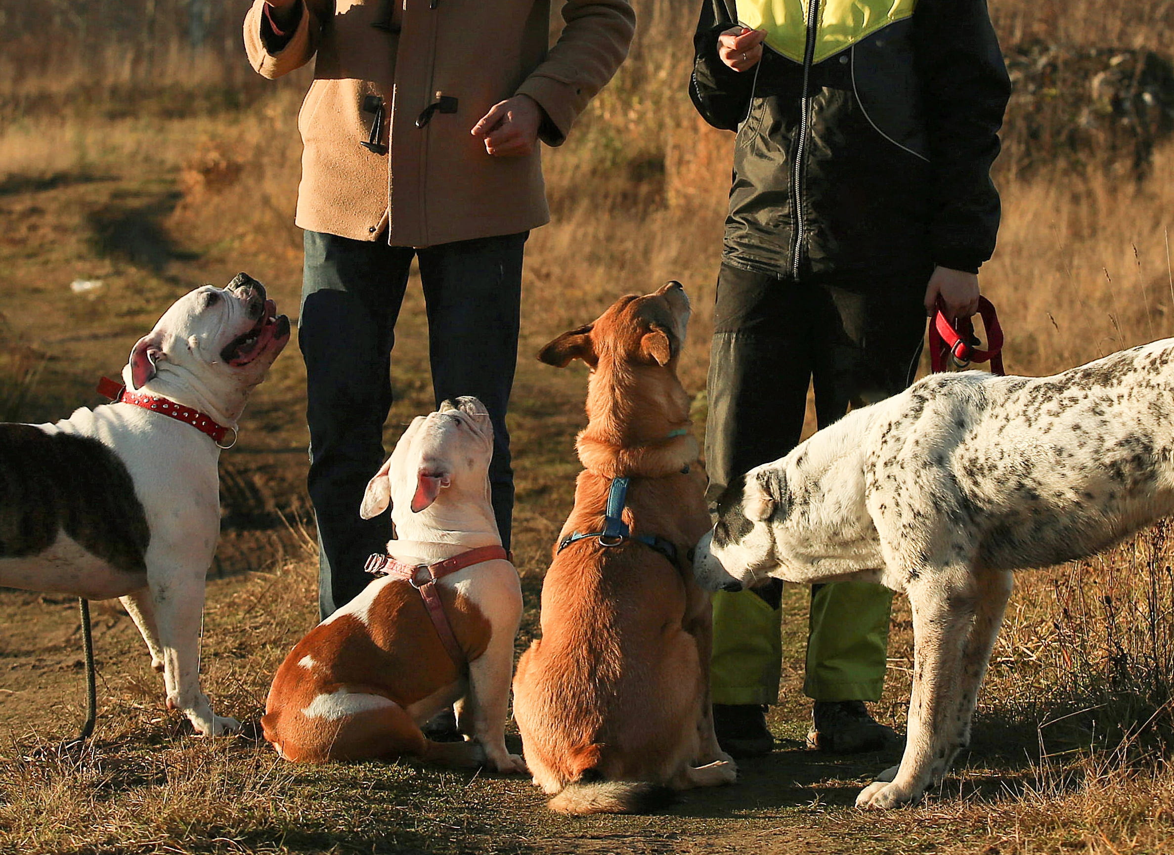 Scegli educaotre giusto | PlayDog