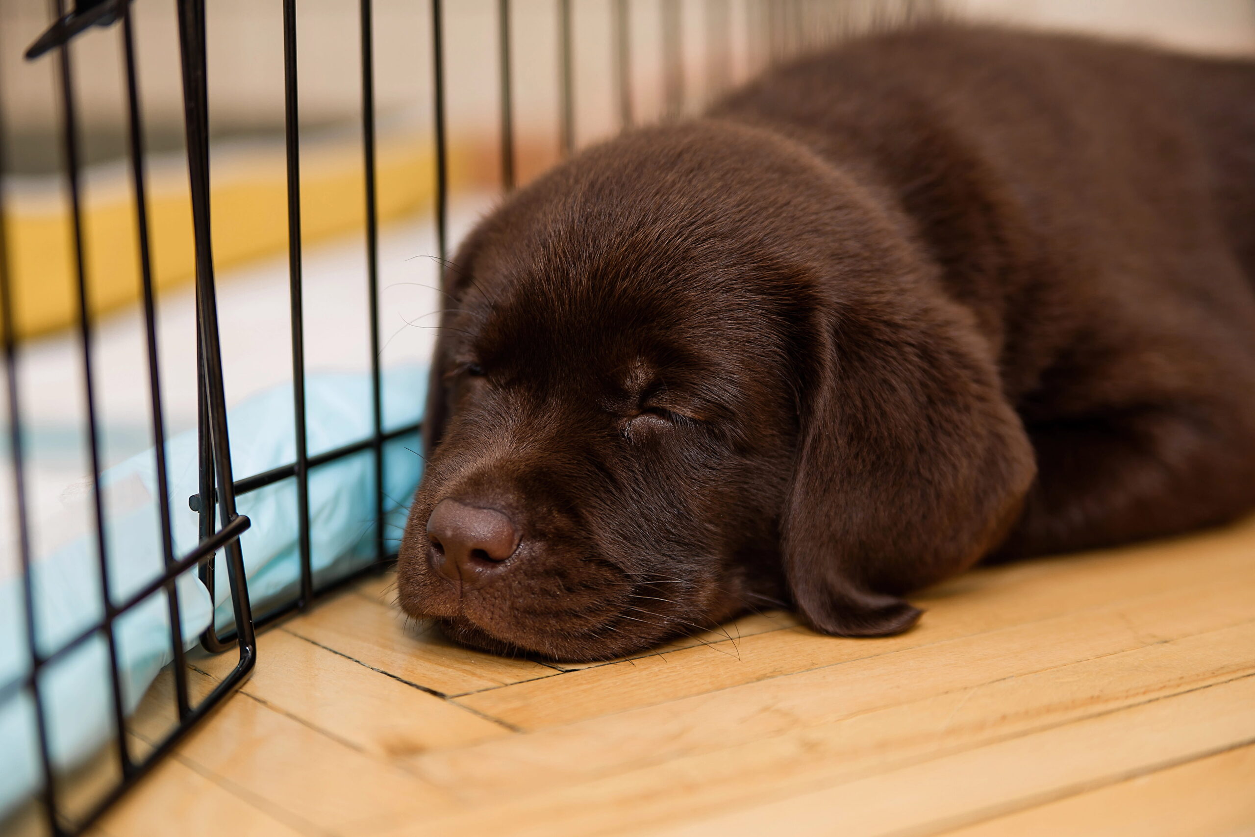 Il Cucciolo guida pratica | PlayDog