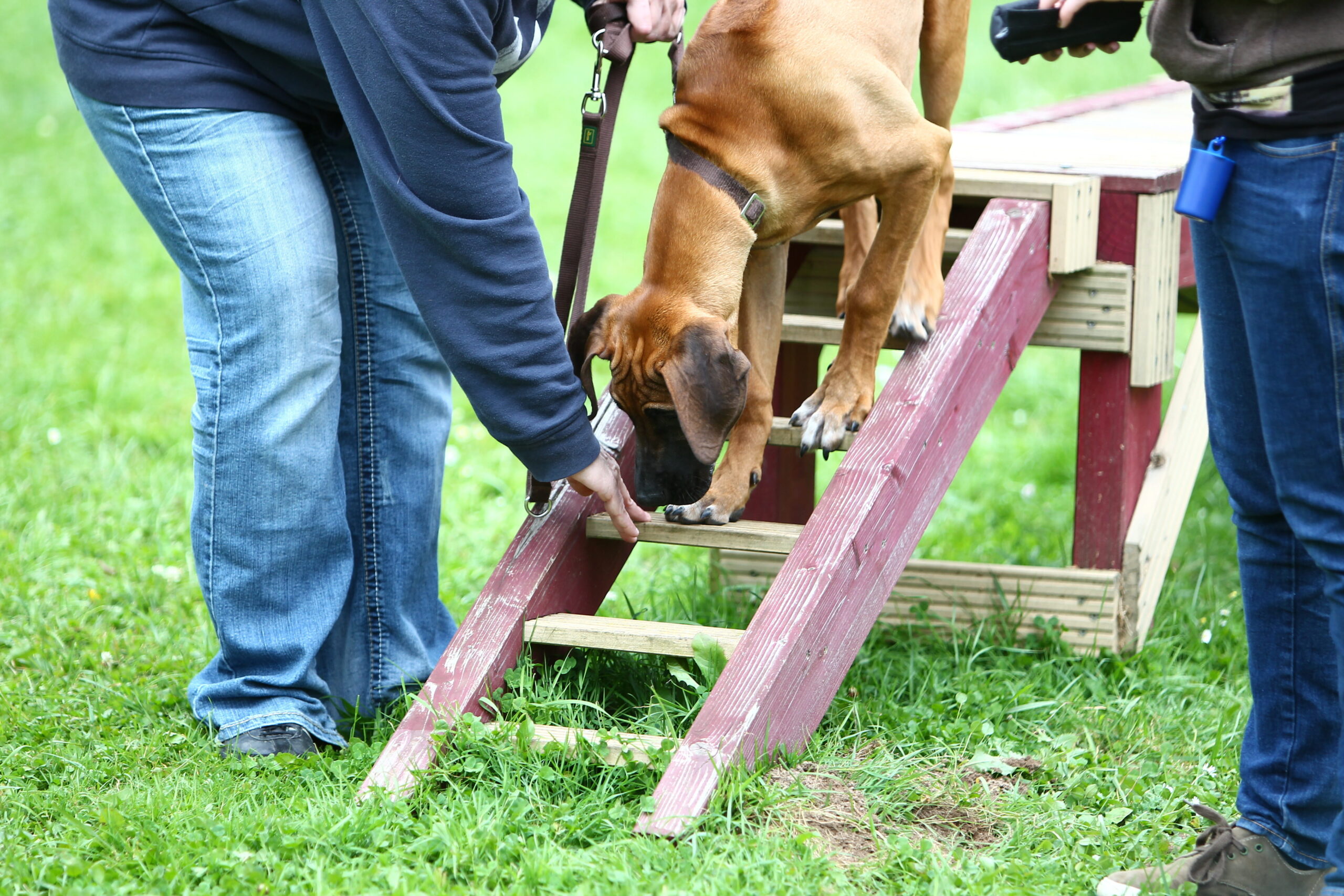 Scegli educaotre giusto | PlayDog