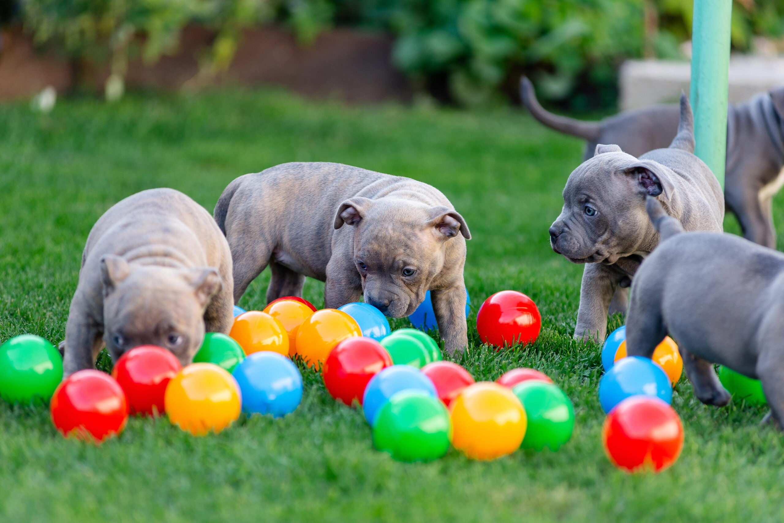 Il Cucciolo guida pratica | PlayDog