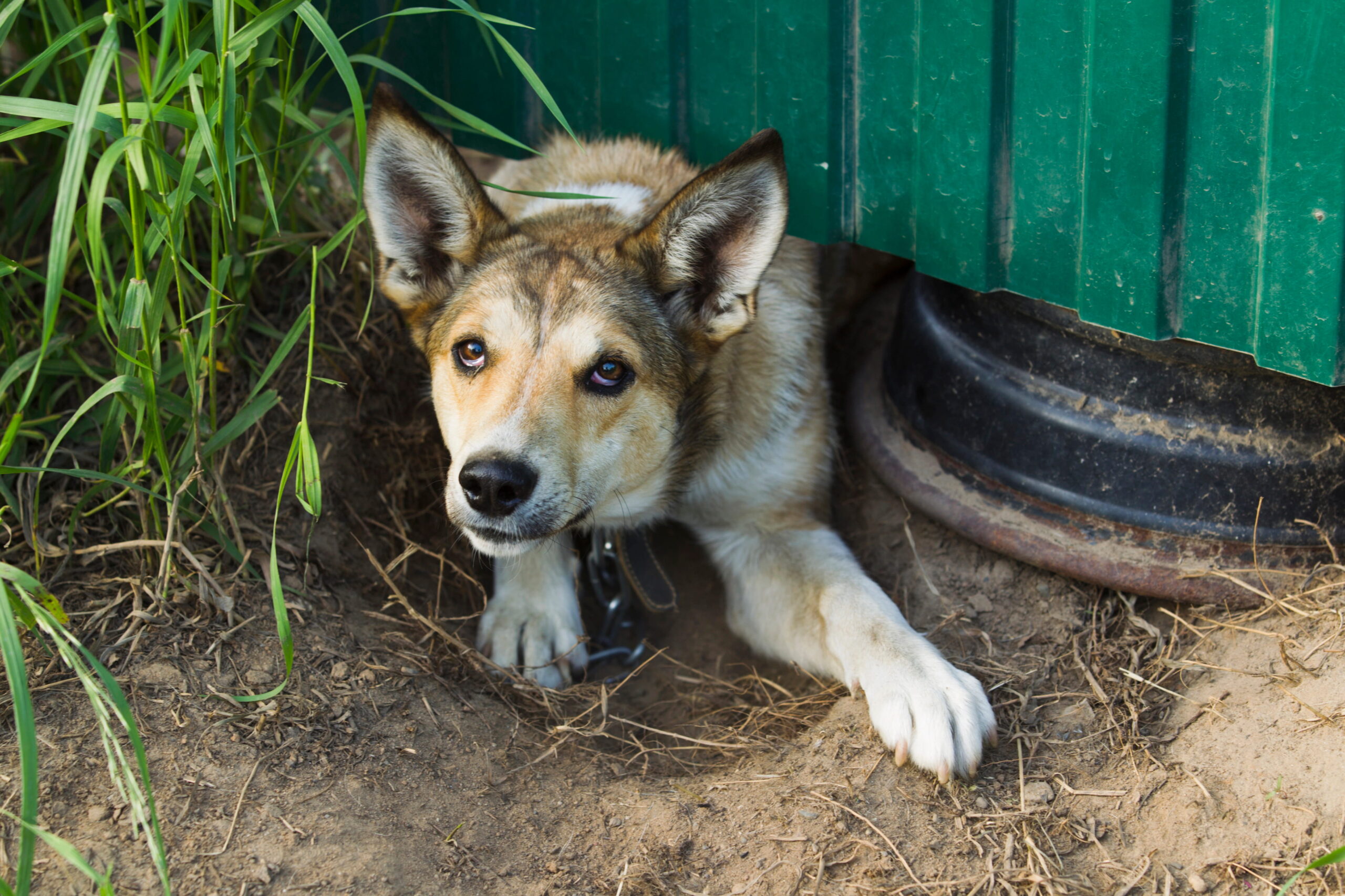 Recupero Comportamentale del cane guida completa | PlayDog