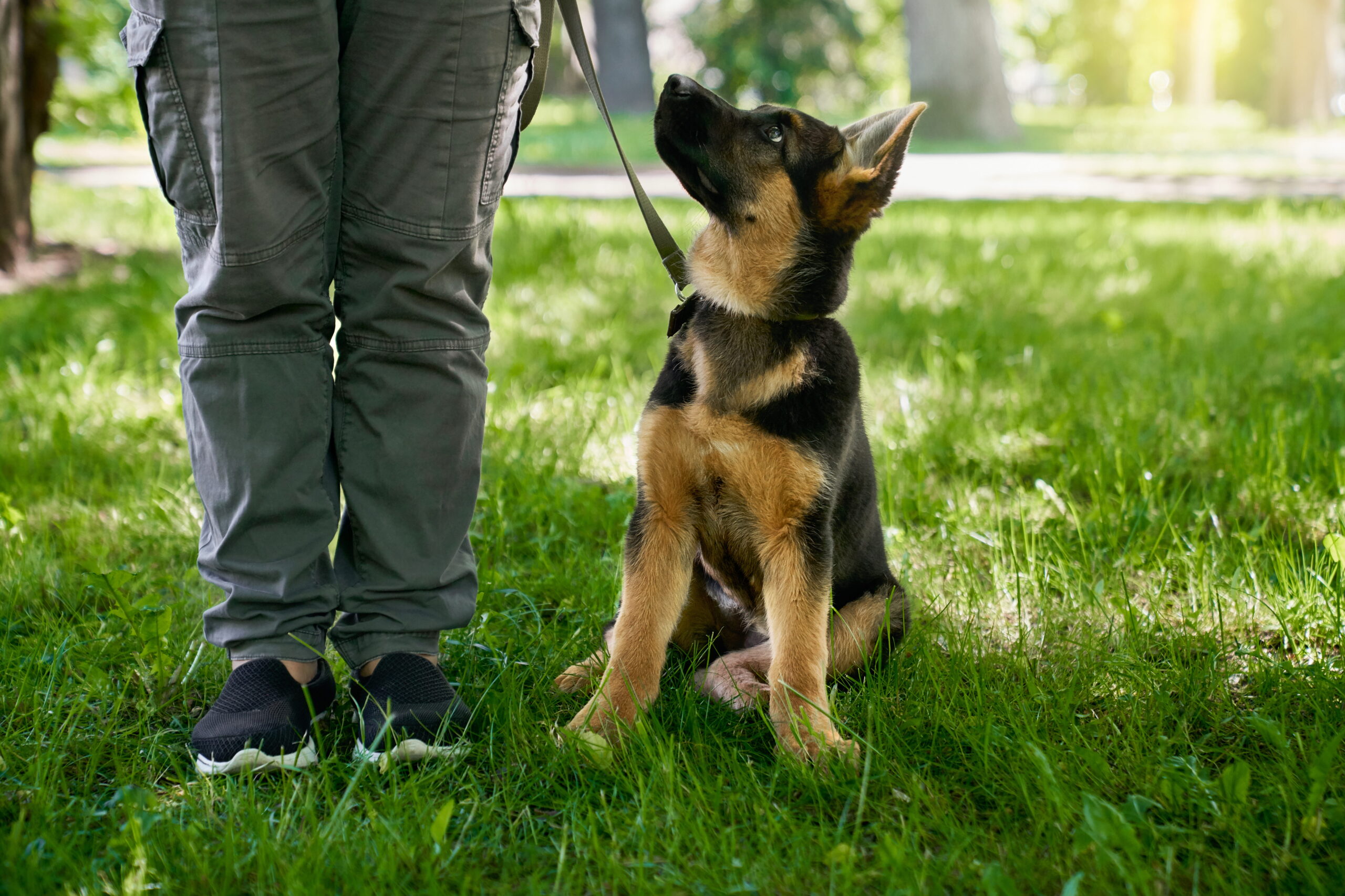 Scegli educaotre giusto | PlayDog