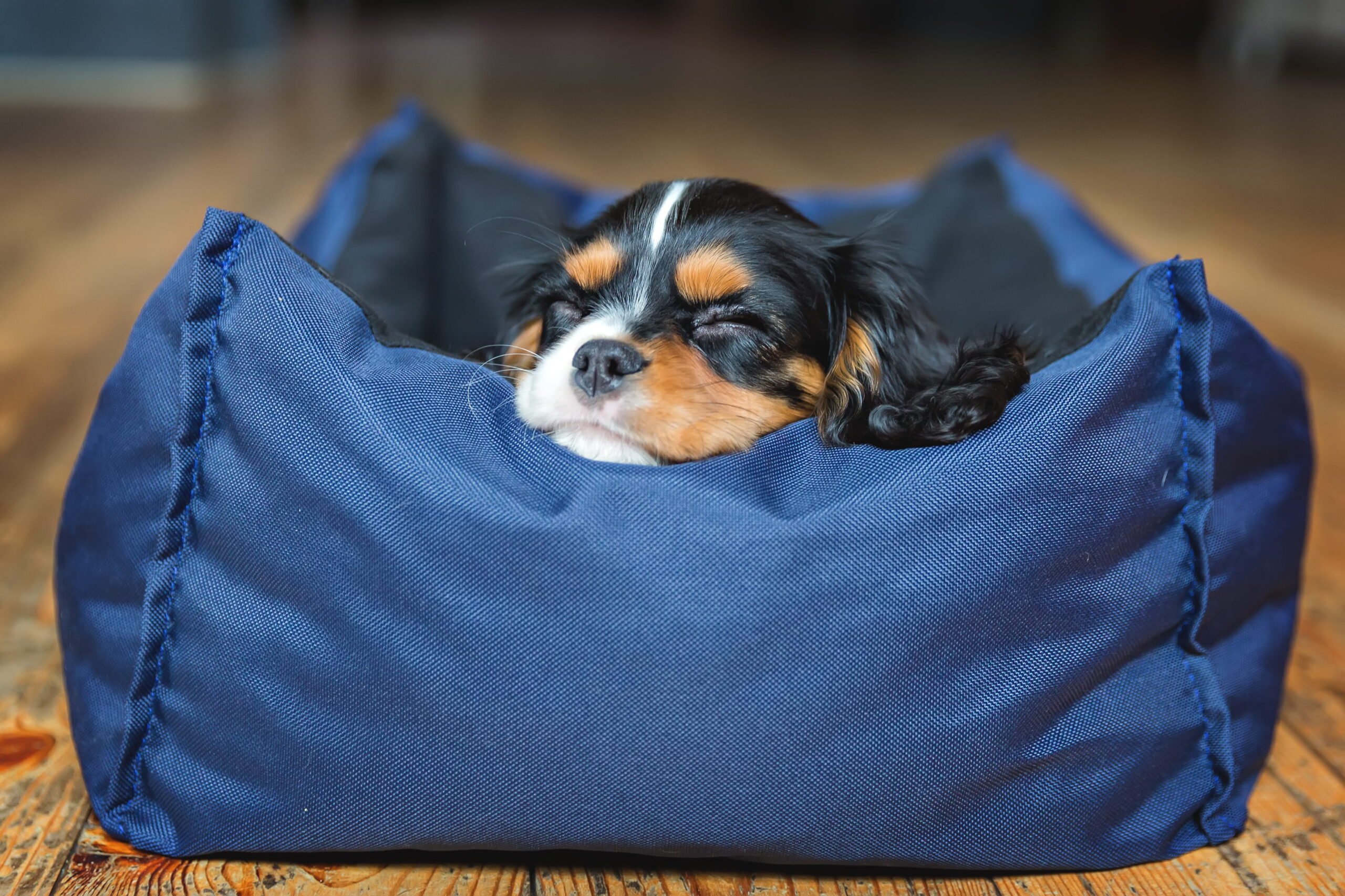 Come educare un cucciolo guida completa | PlayDog