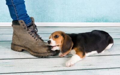 Il tuo cucciolo morde: cosa fare (e cosa NON fare)