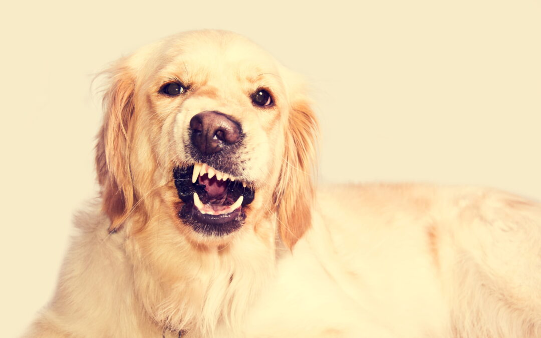 Cane che abbaia sempre: cause, errori e soluzioni efficaci | PlayDog