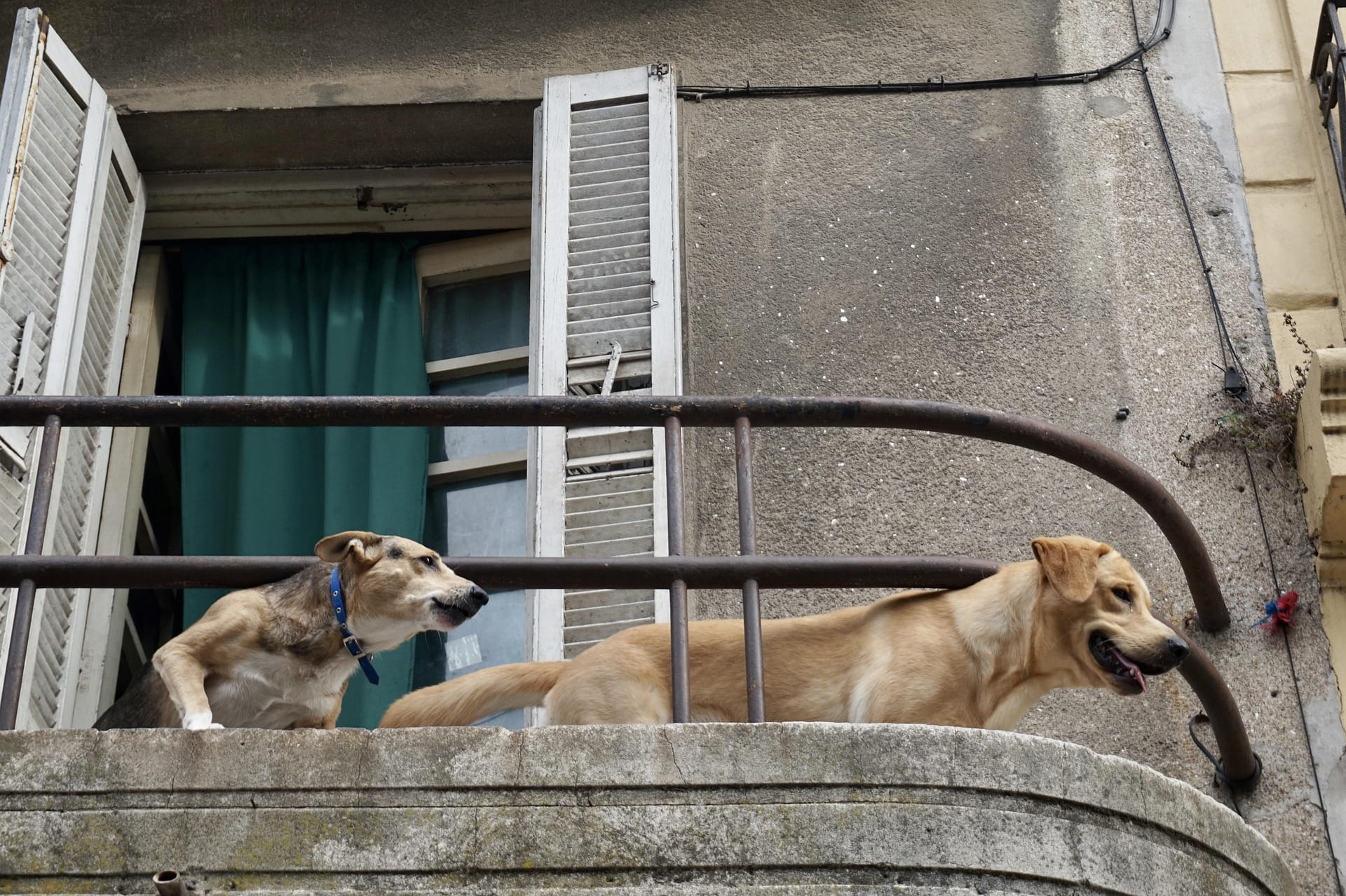 Cane che abbaia sempre: cause, errori e soluzioni efficaci | PlayDog