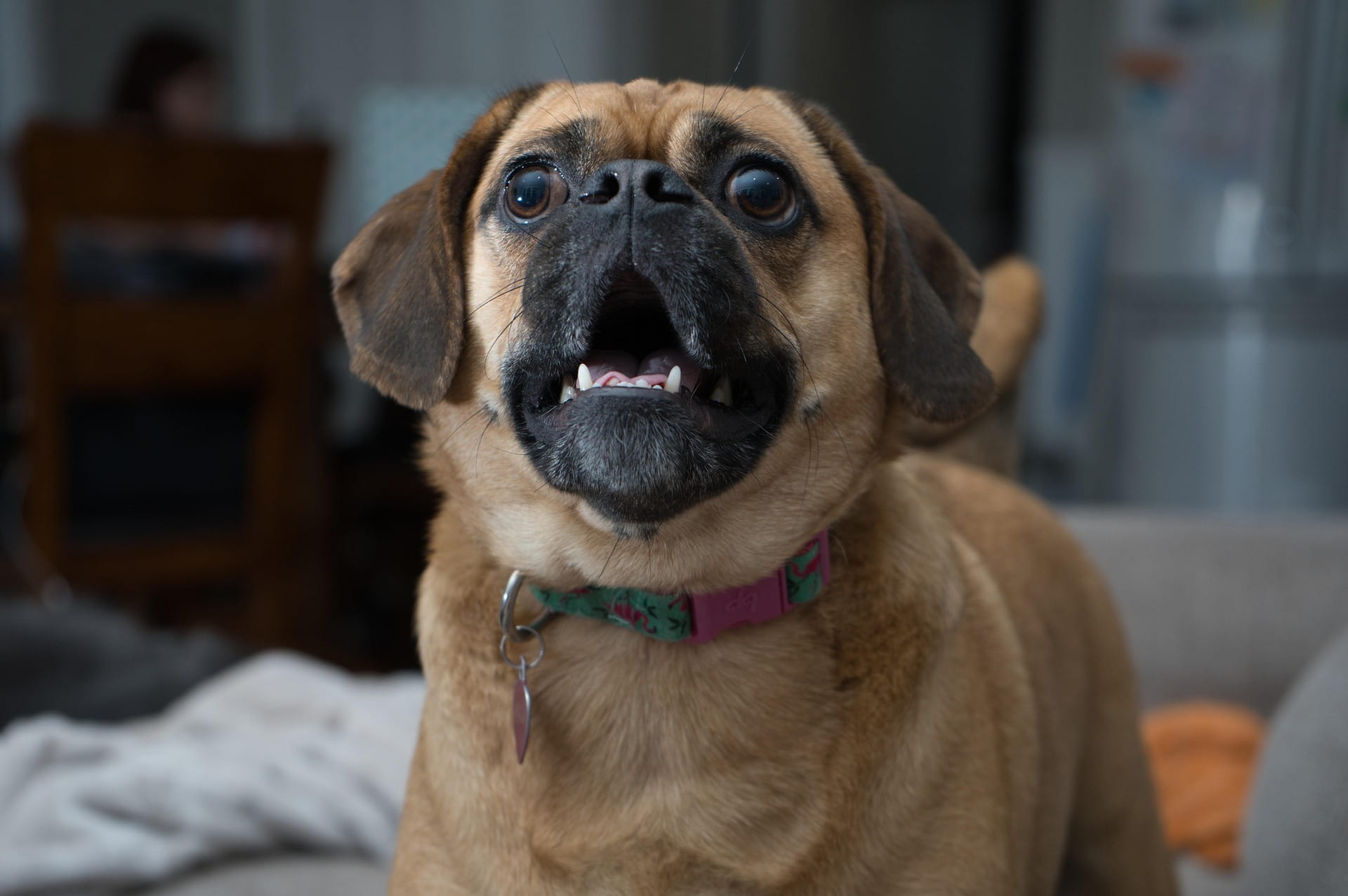 Cane che abbaia sempre: cause, errori e soluzioni efficaci | PlayDog