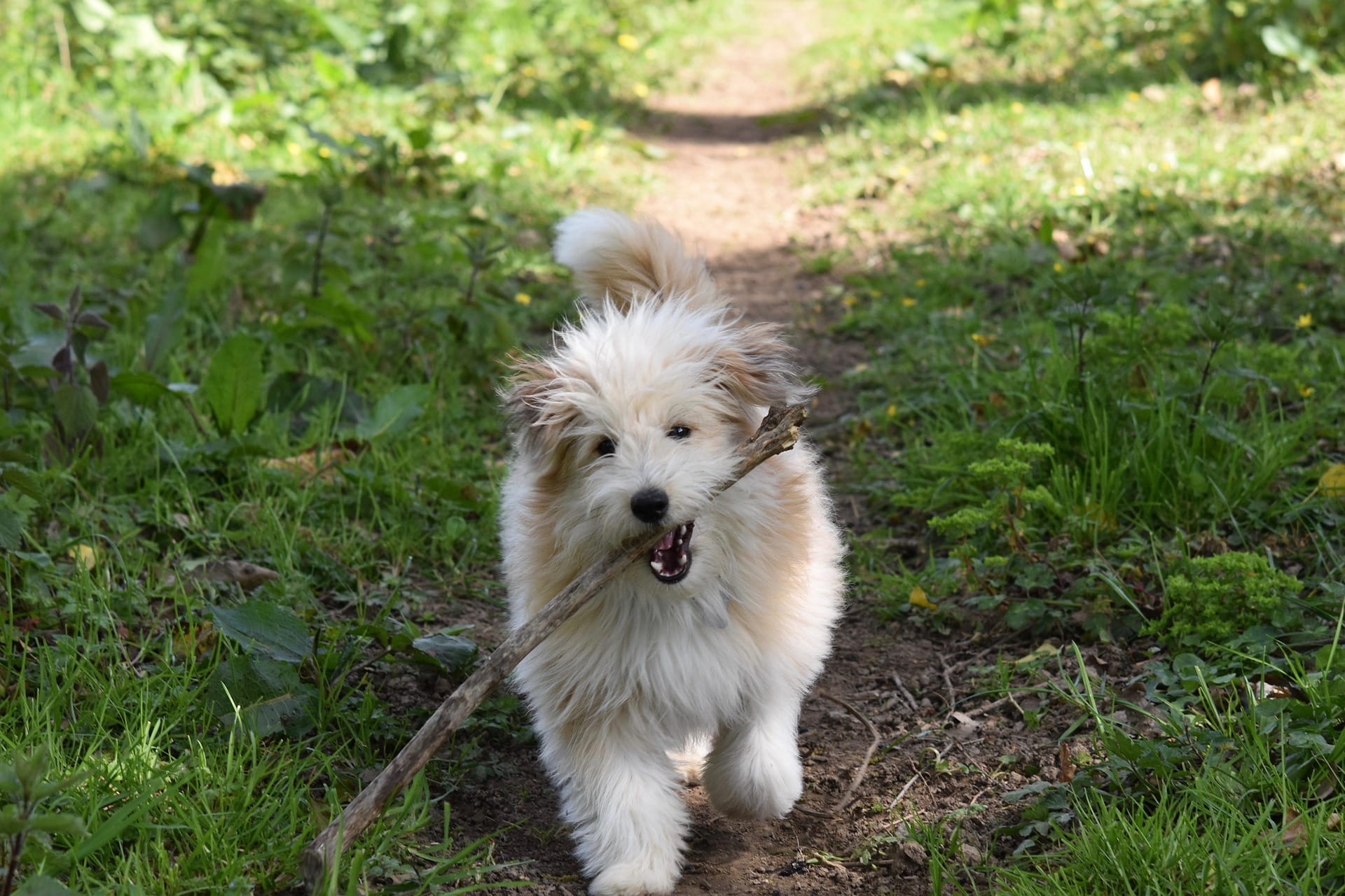 Cane che abbaia sempre: cause, errori e soluzioni efficaci | PlayDog