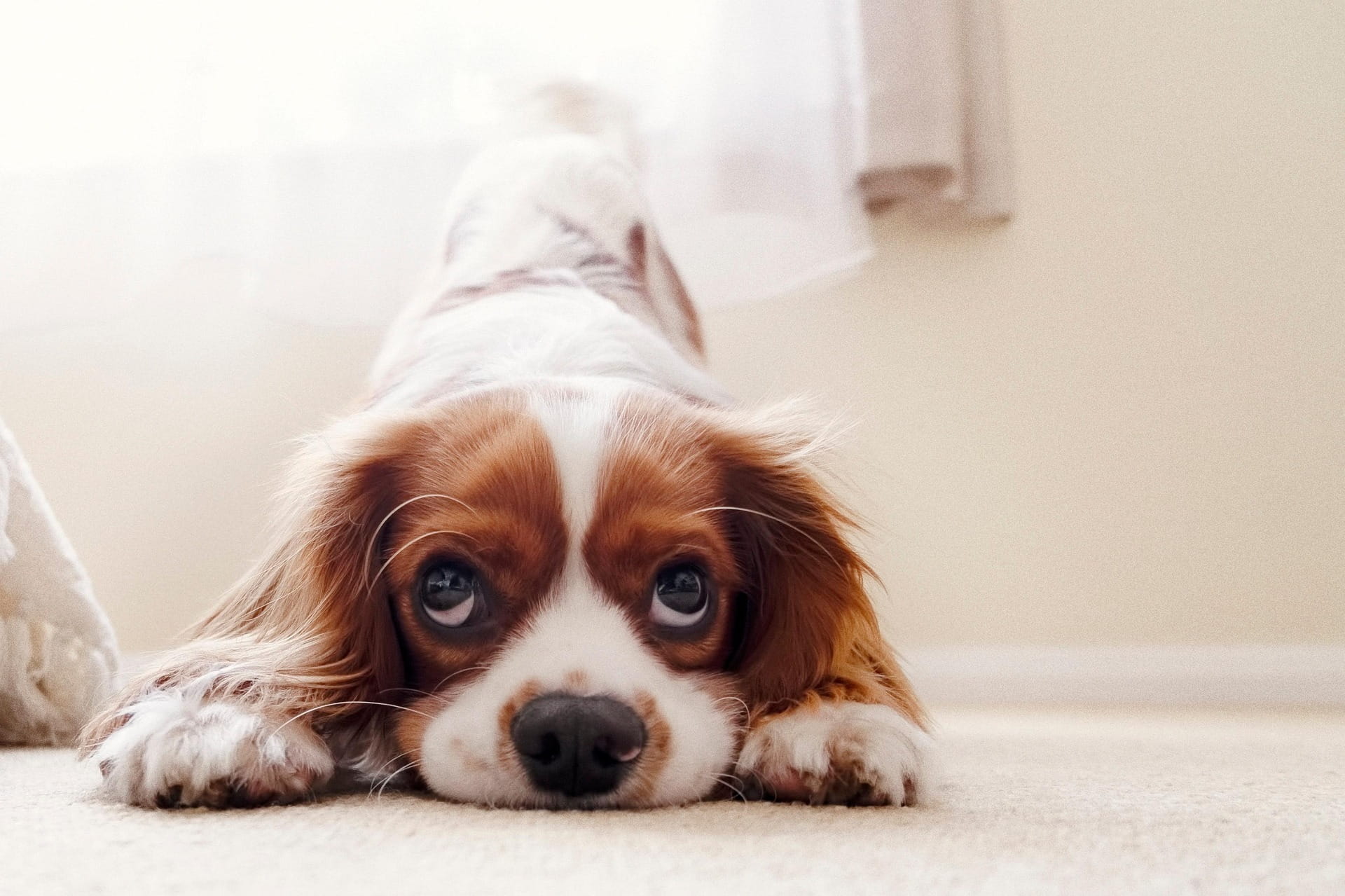 Cane che abbaia sempre: cause, errori e soluzioni efficaci | PlayDog