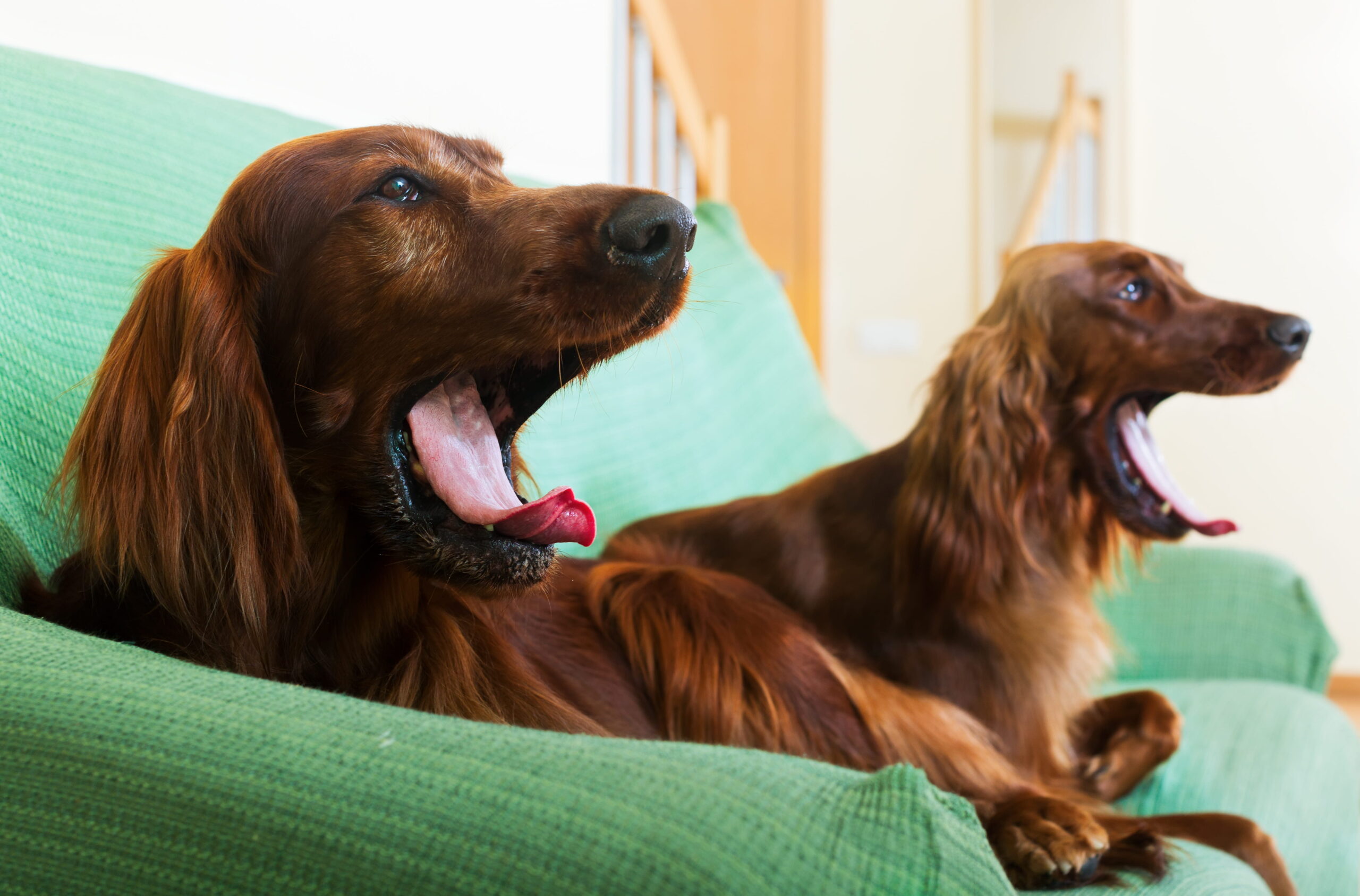 Cane che abbaia sempre: cause, errori e soluzioni efficaci | PlayDog