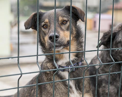 adozione cane