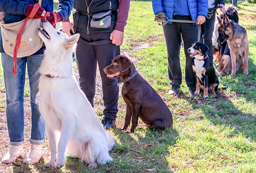 obbedienza cane