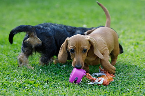 puppy class milano