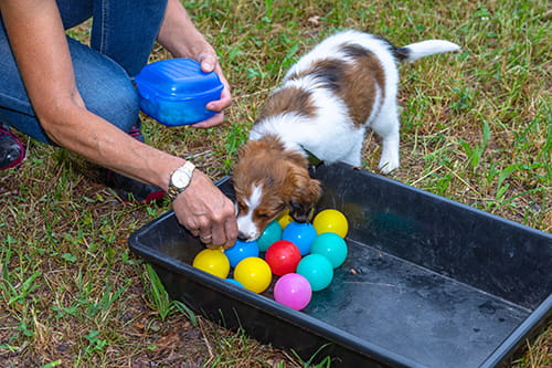 puppy class